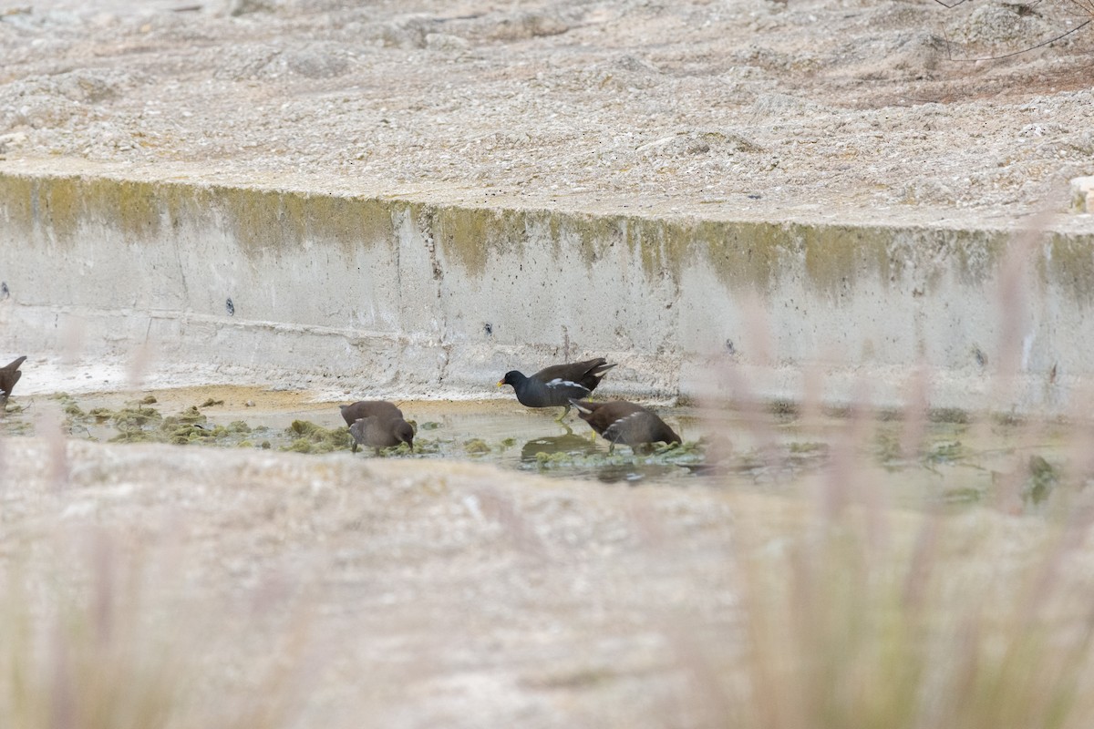 slípka zelenonohá - ML646921819