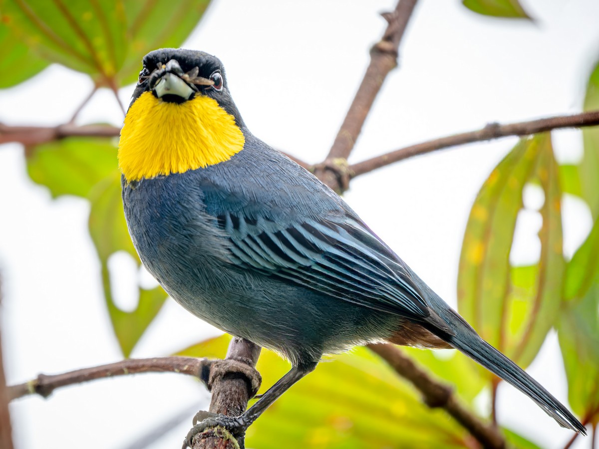 Purplish-mantled Tanager - ML646921820