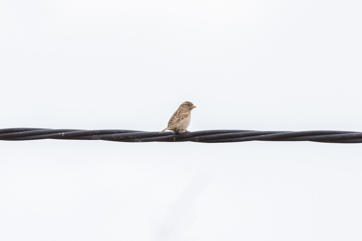 vrabec domácí - ML646921826