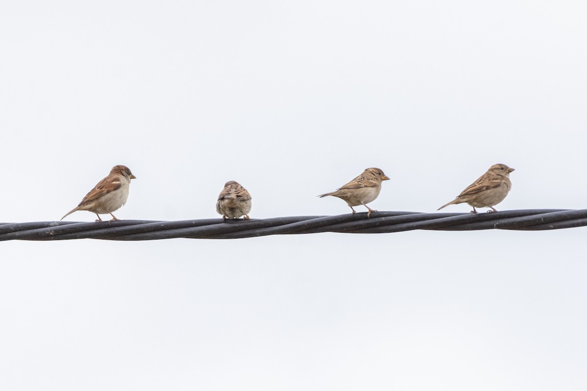 vrabec domácí - ML646921827