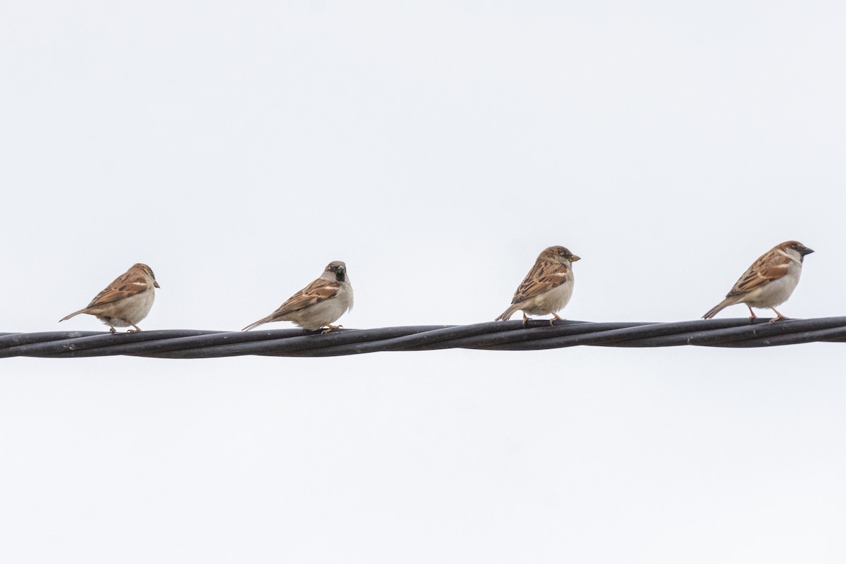 vrabec domácí - ML646921828