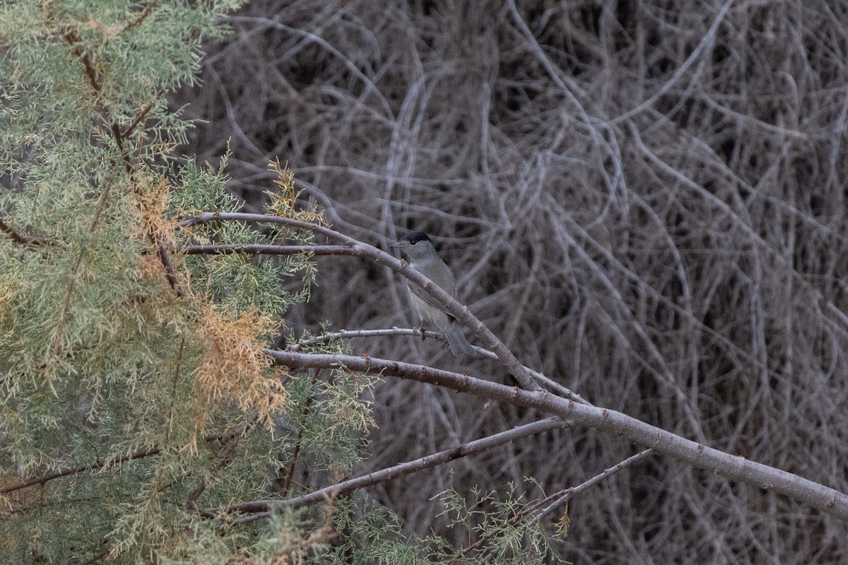 Eurasian Blackcap - ML646921835