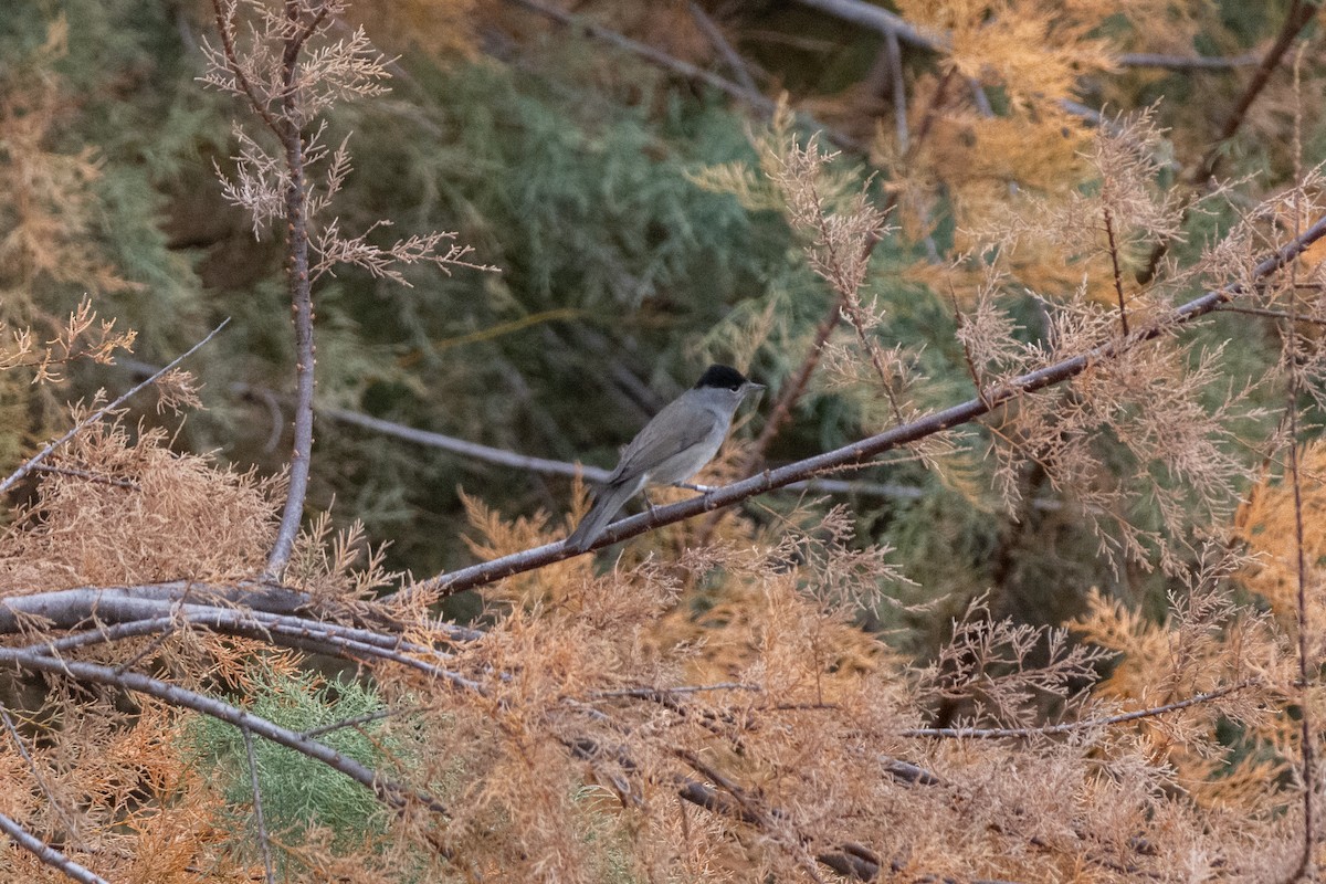 Eurasian Blackcap - ML646921836