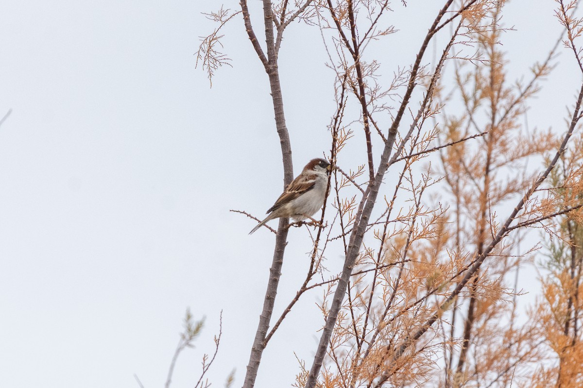 vrabec domácí - ML646921842