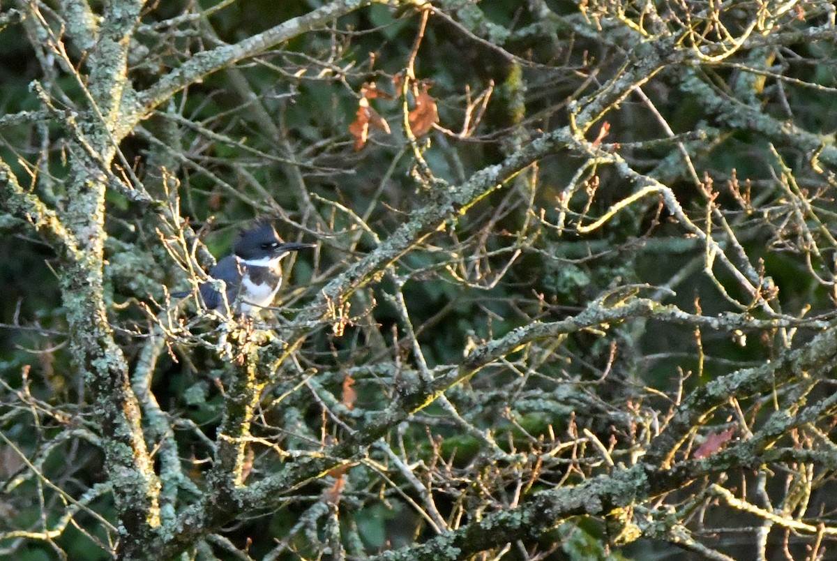 Martin handi iparramerikarra - ML646921843