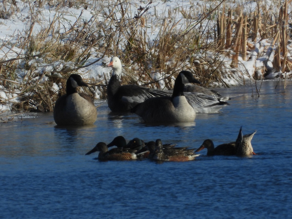 Canard souchet - ML646921845