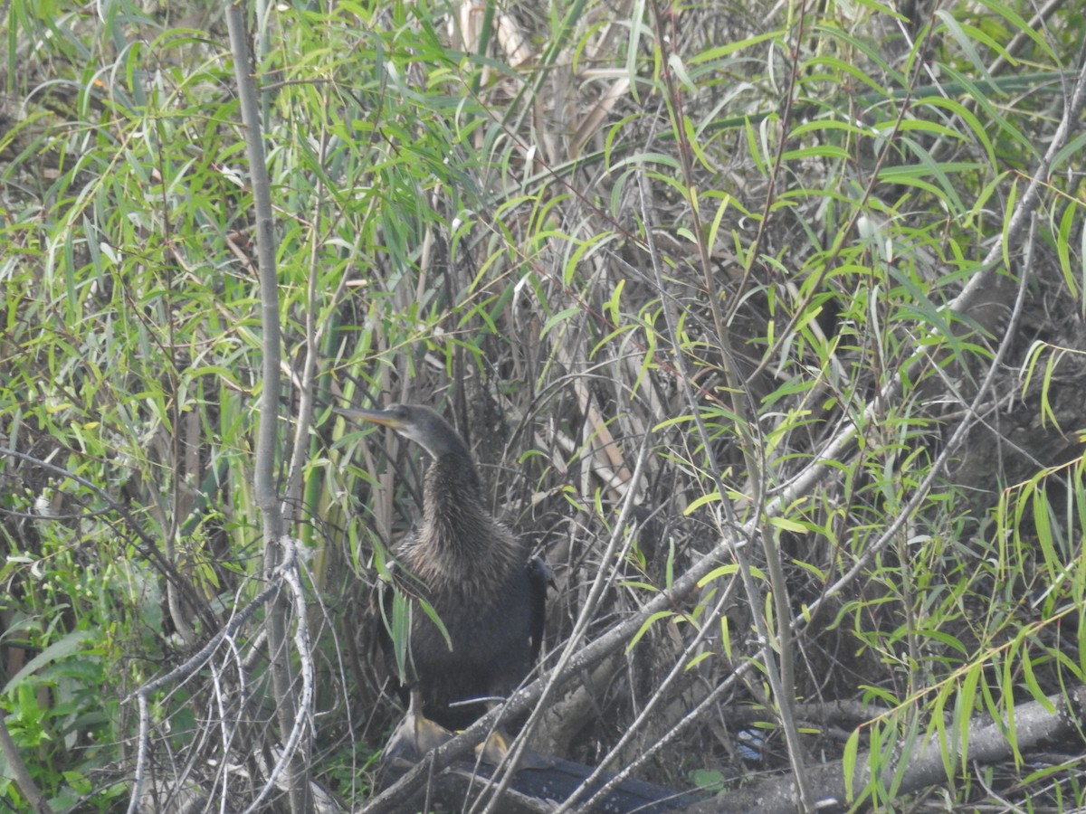 Anhinga - ML646921850