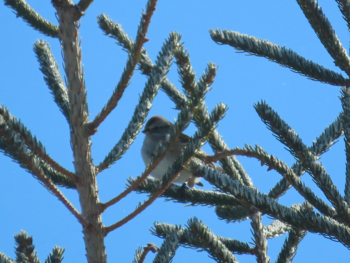 American Tree Sparrow - ML646921852