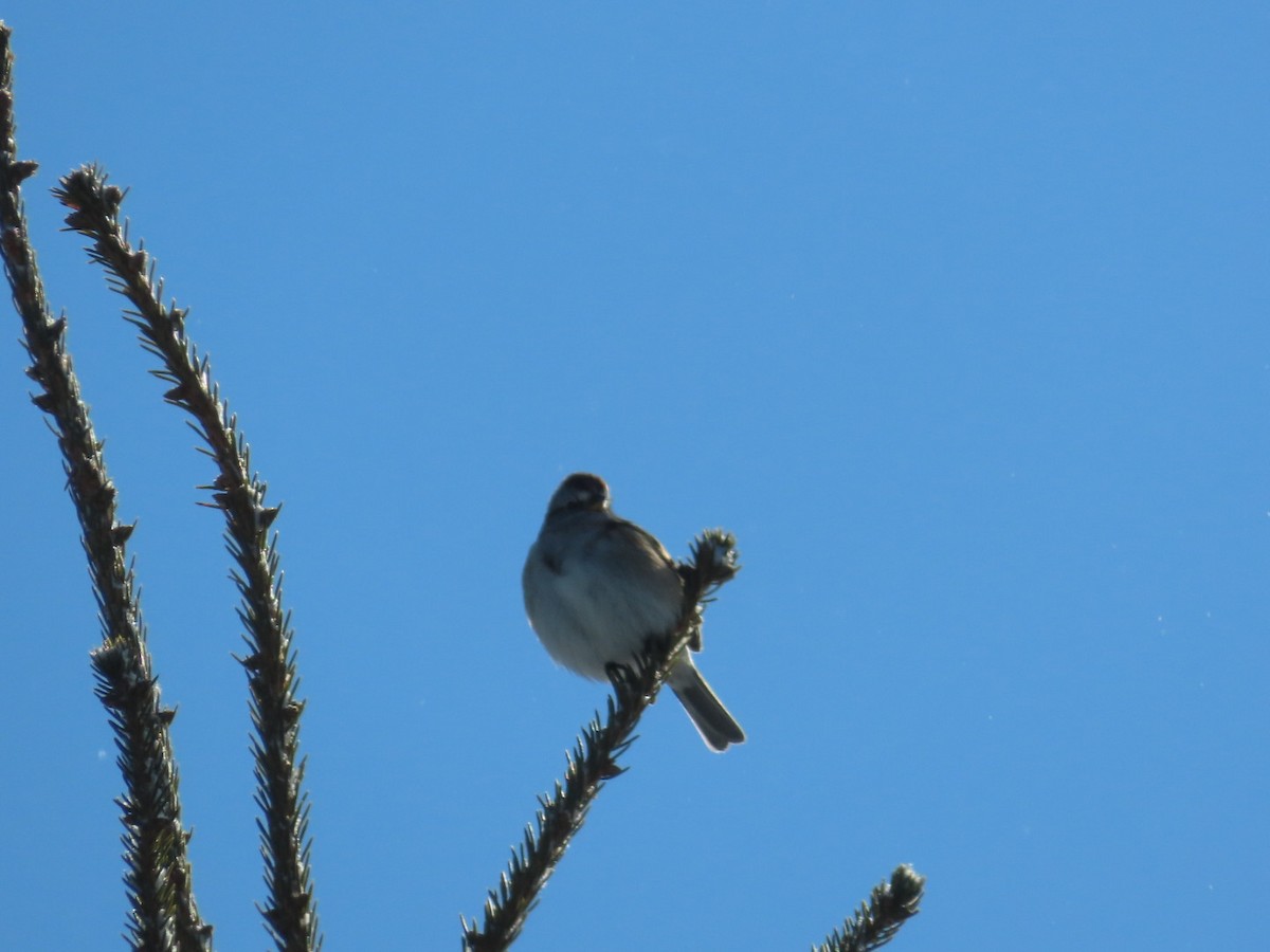 American Tree Sparrow - ML646921853