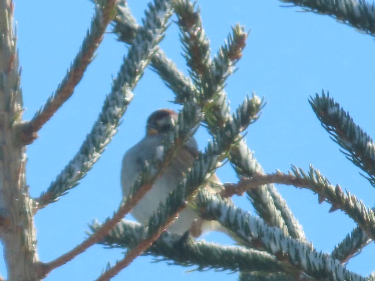 American Tree Sparrow - ML646921854