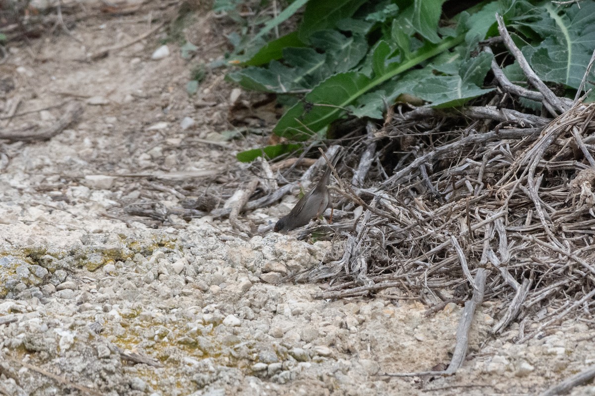 pěnice bělohrdlá - ML646921855