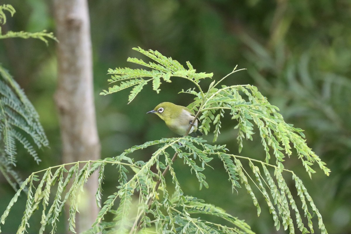 Japon Gözlükçüsü - ML646921857