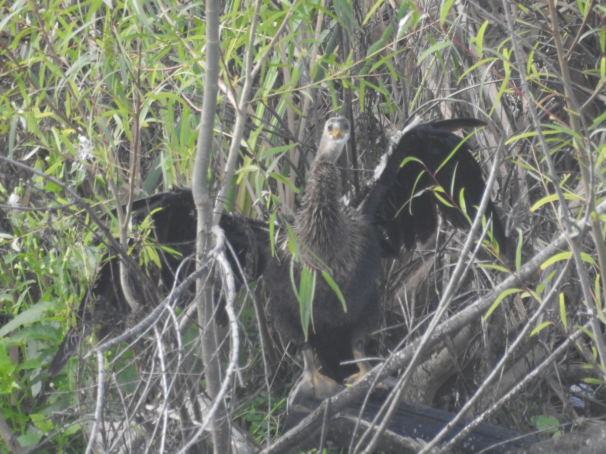 Anhinga - ML646921859