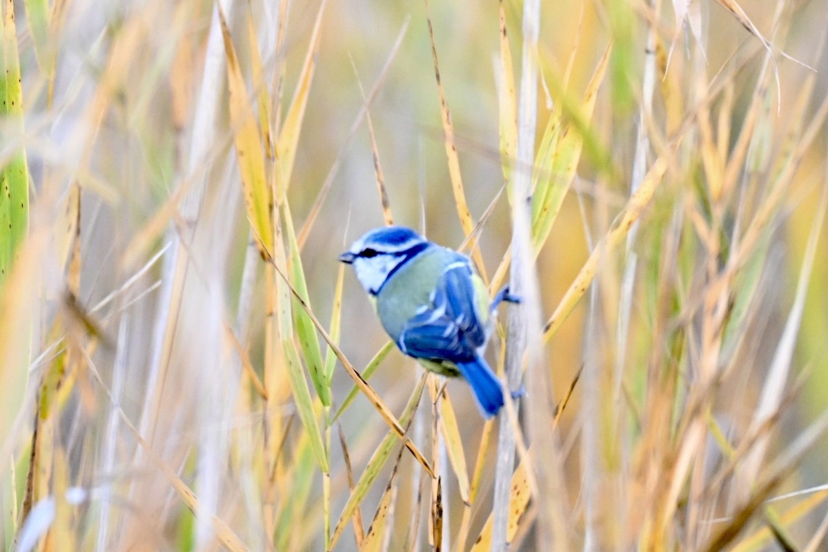 Eurasian Blue Tit - ML646921862
