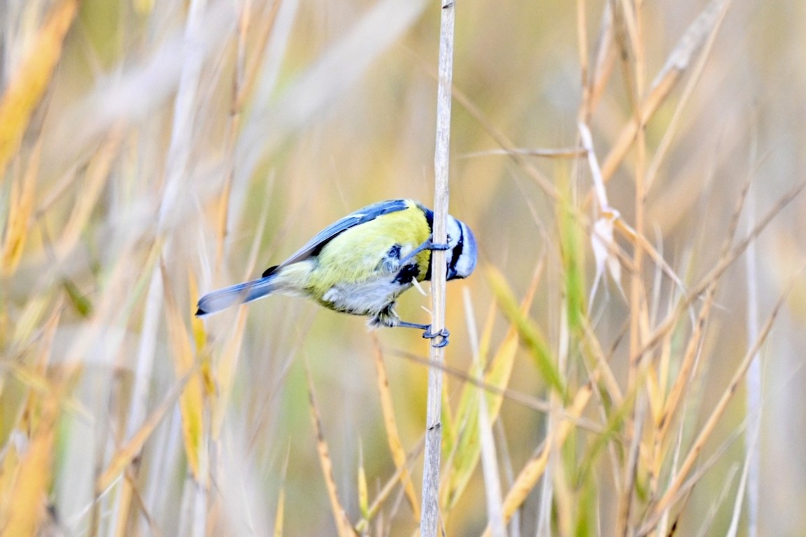 Eurasian Blue Tit - ML646921863