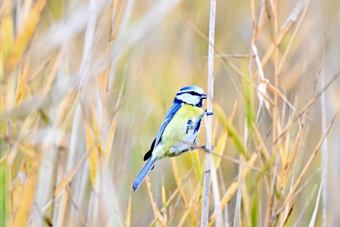 Eurasian Blue Tit - ML646921864