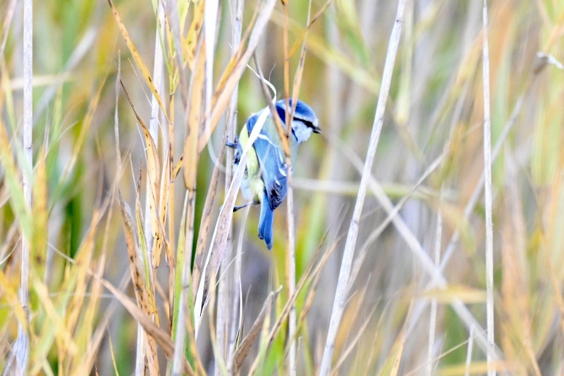 Eurasian Blue Tit - ML646921865