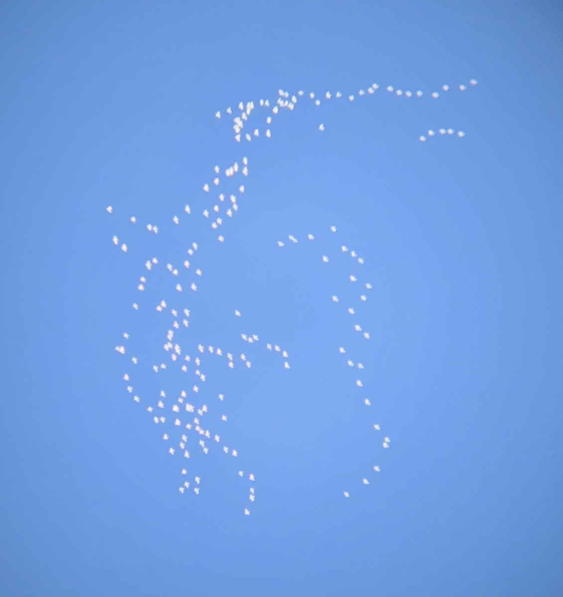 Oca delle nevi - ML646921873