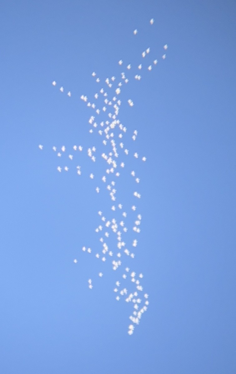 Oca delle nevi - ML646921874