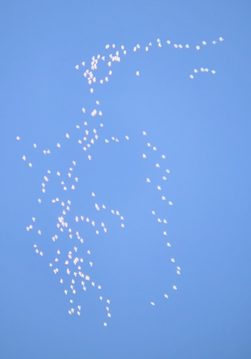 Oca delle nevi - ML646921875