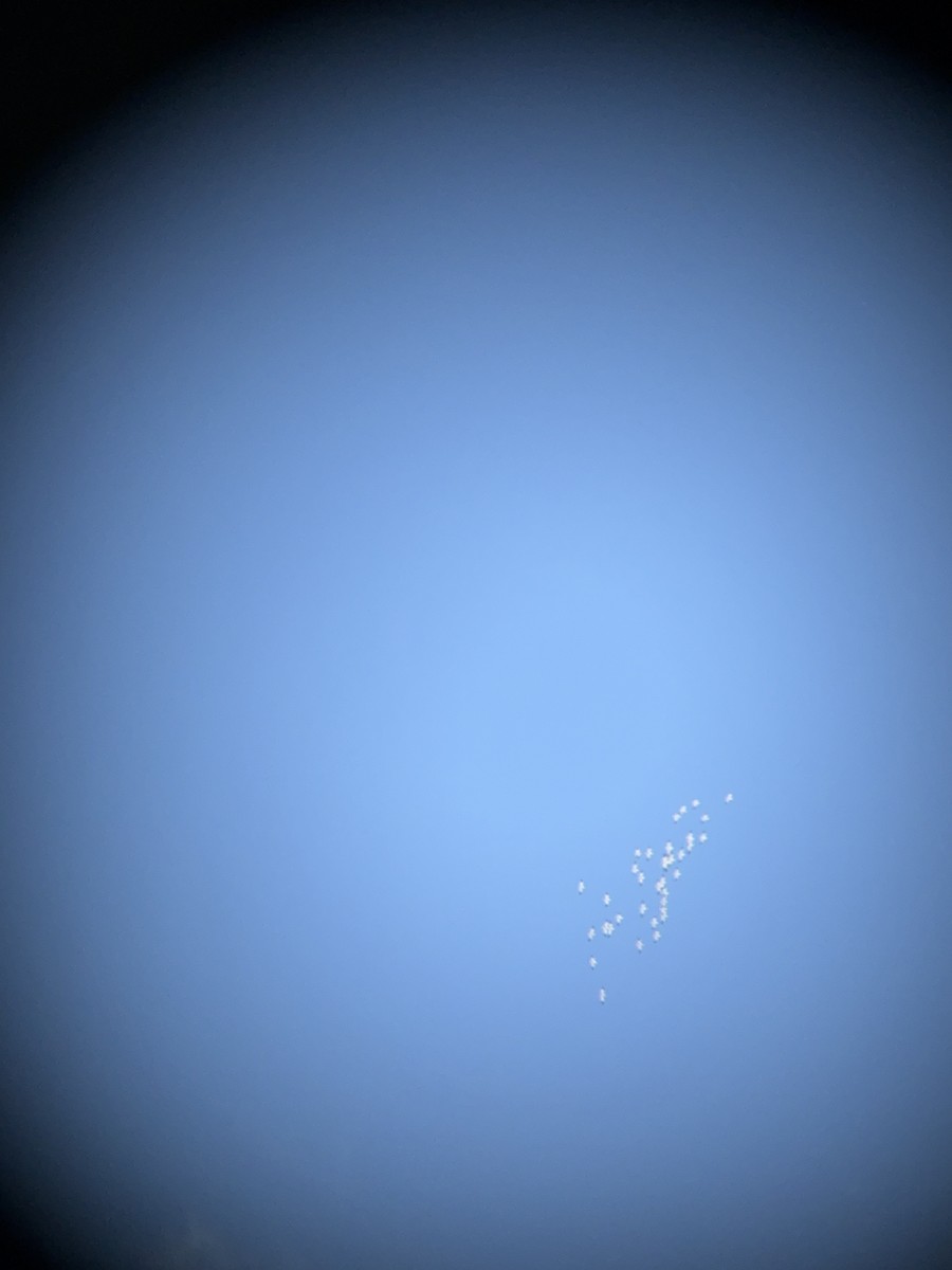 Oca delle nevi - ML646921876