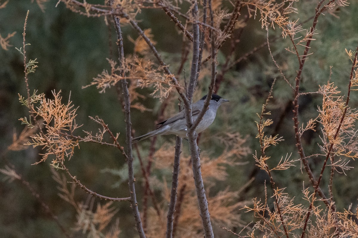 Eurasian Blackcap - ML646921878