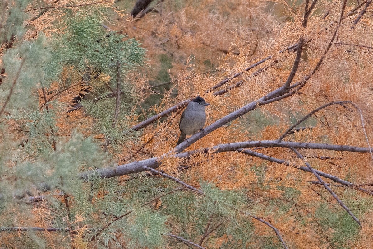 Eurasian Blackcap - ML646921879