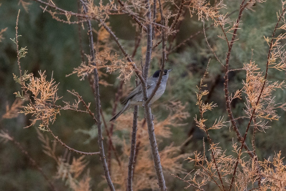 Eurasian Blackcap - ML646921880
