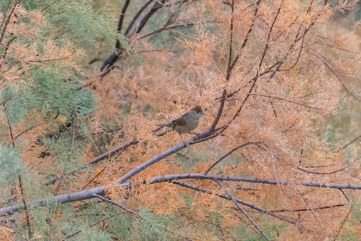 Eurasian Blackcap - ML646921881