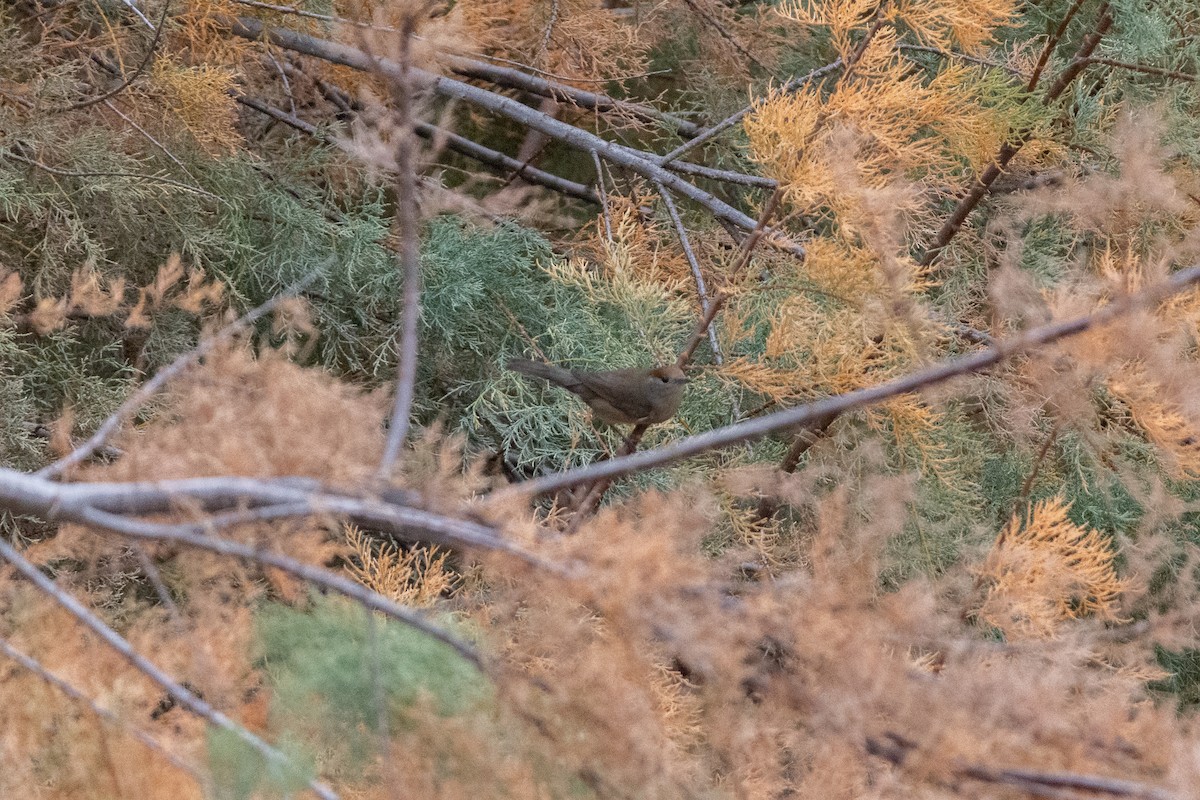 Eurasian Blackcap - ML646921882