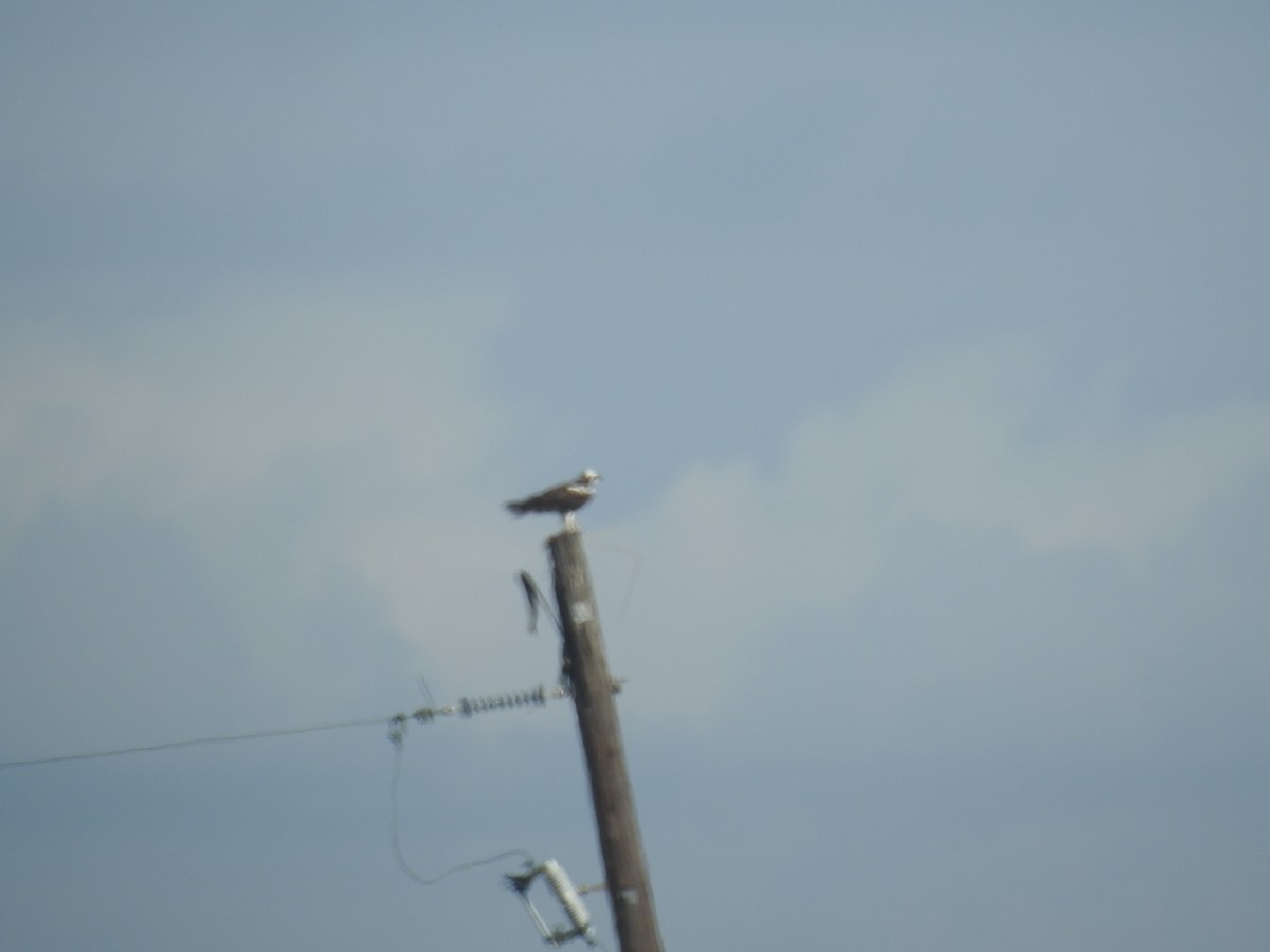 Загасч явлаг - ML646921883