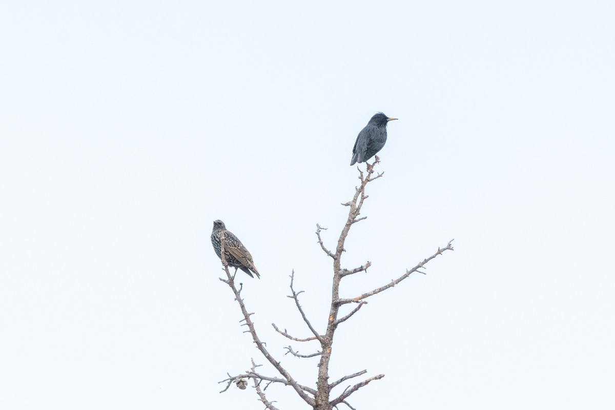 Spotless Starling - ML646921889