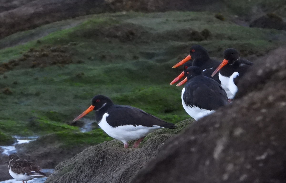 Алаг хясаач - ML646921893