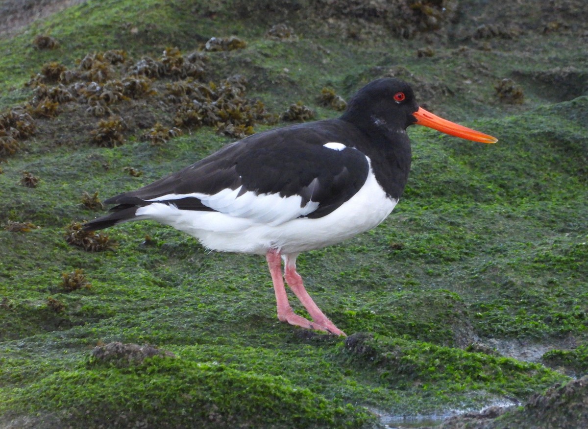 Алаг хясаач - ML646921894