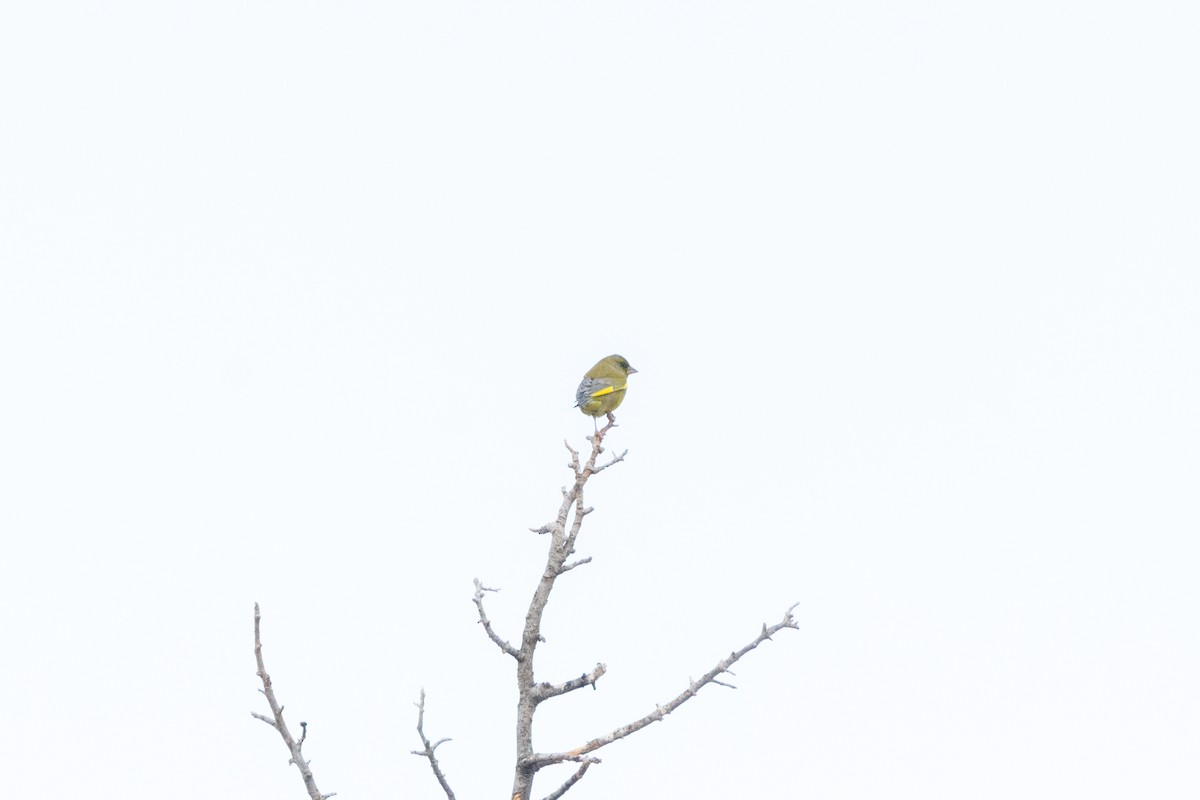 zvonek zelený - ML646921895