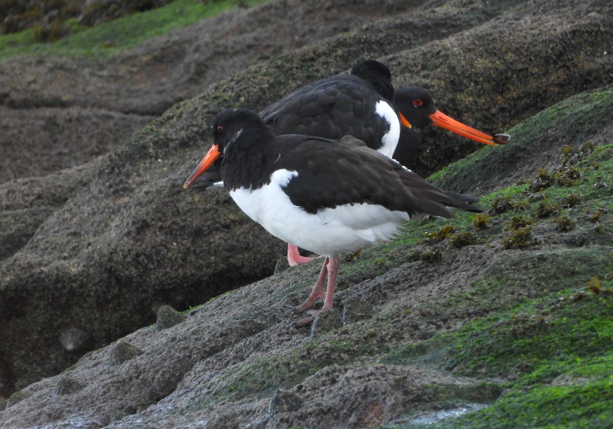 Алаг хясаач - ML646921896