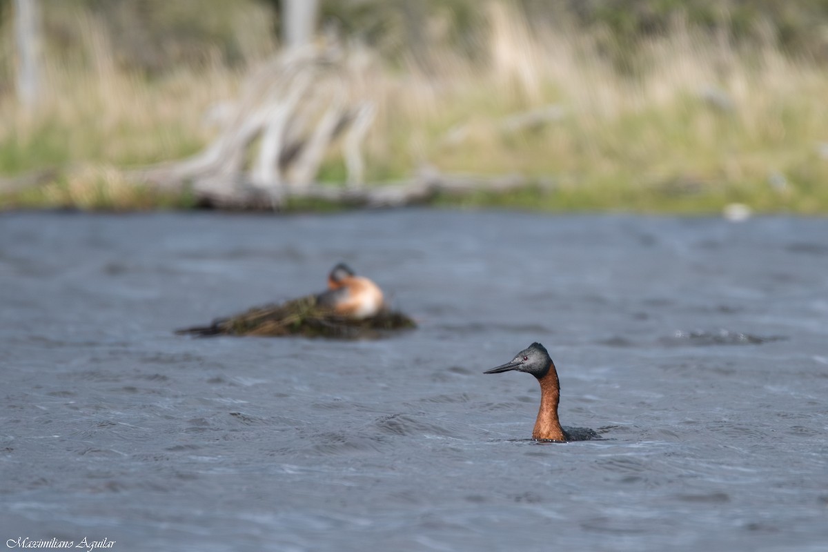 Somormujo Macachón - ML646921897