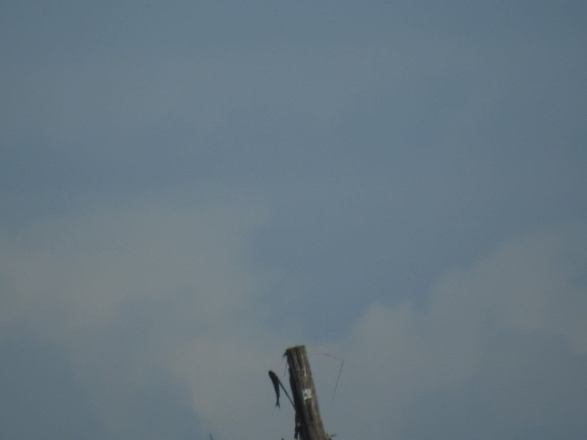 Загасч явлаг - ML646921898