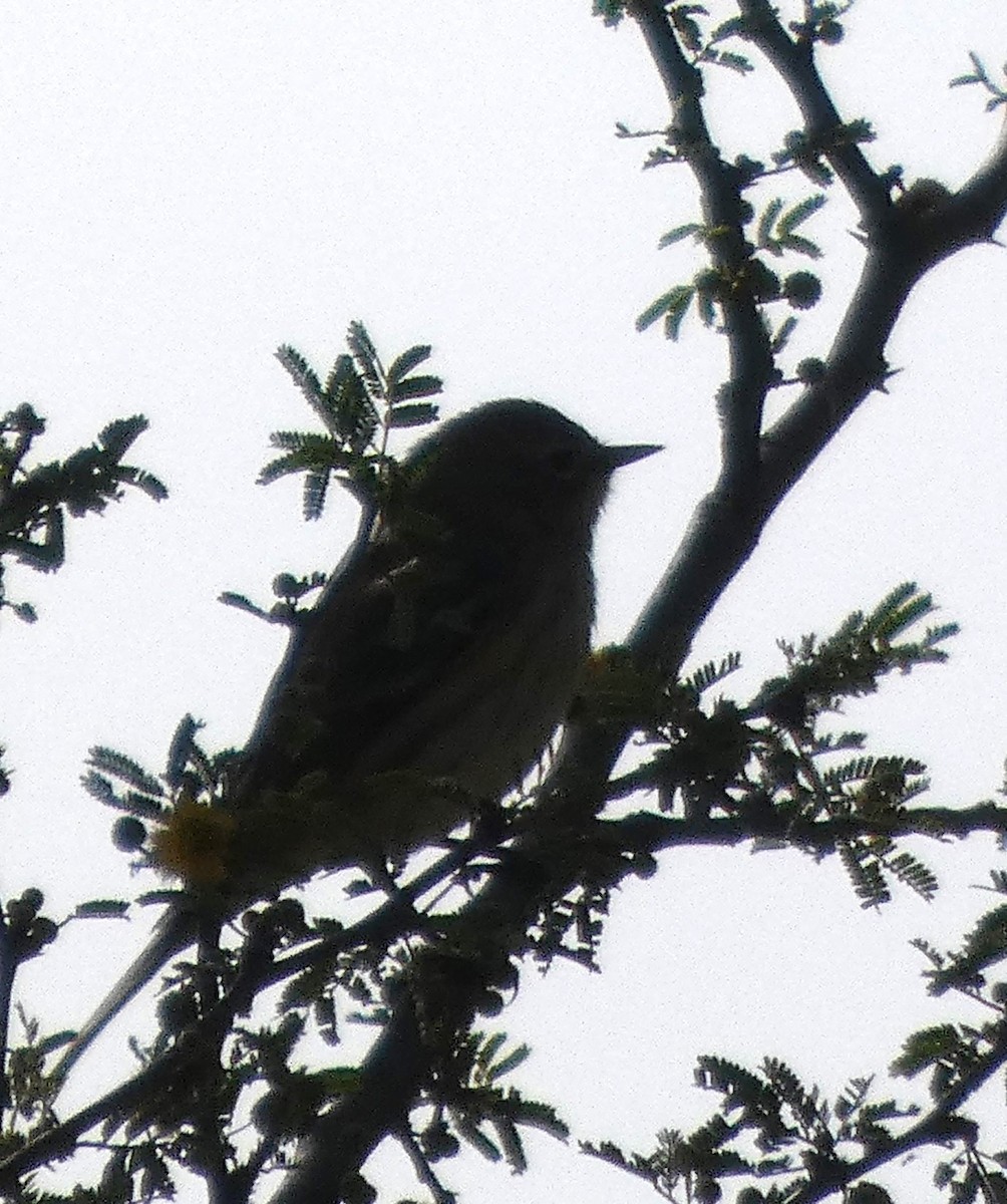 krattempid - ML646921900