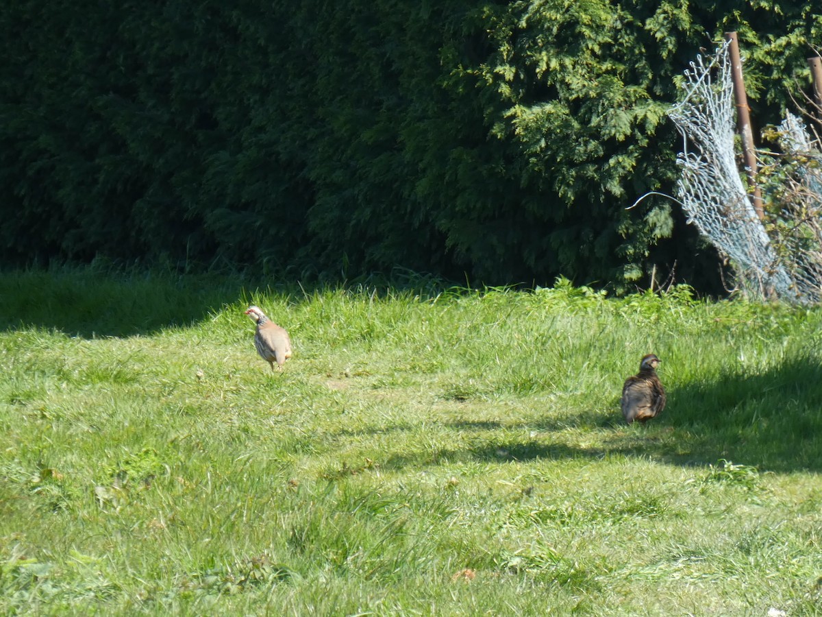 アカアシイワシャコ - ML646921901