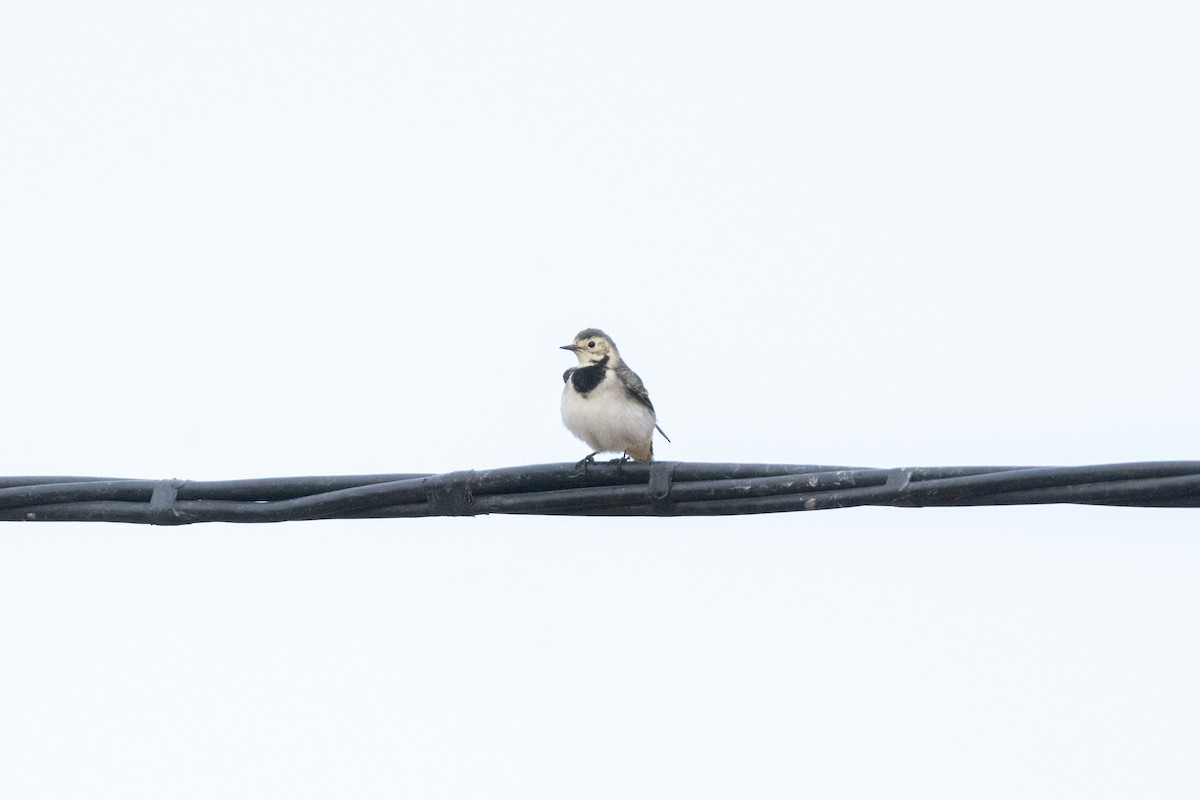 konipas bílý - ML646921905