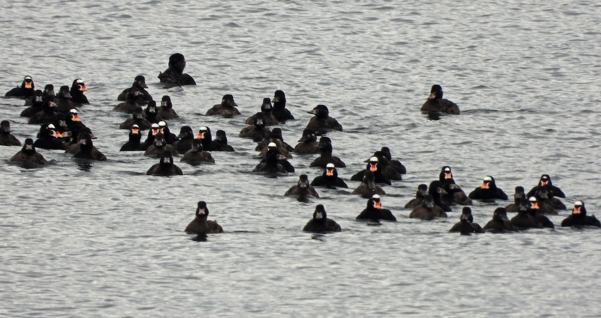 Yamalı Ördek - ML646921906