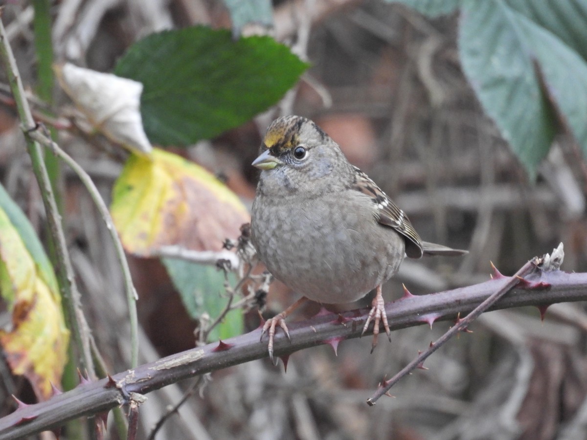 Golden-crowned Sparrow - ML646921907