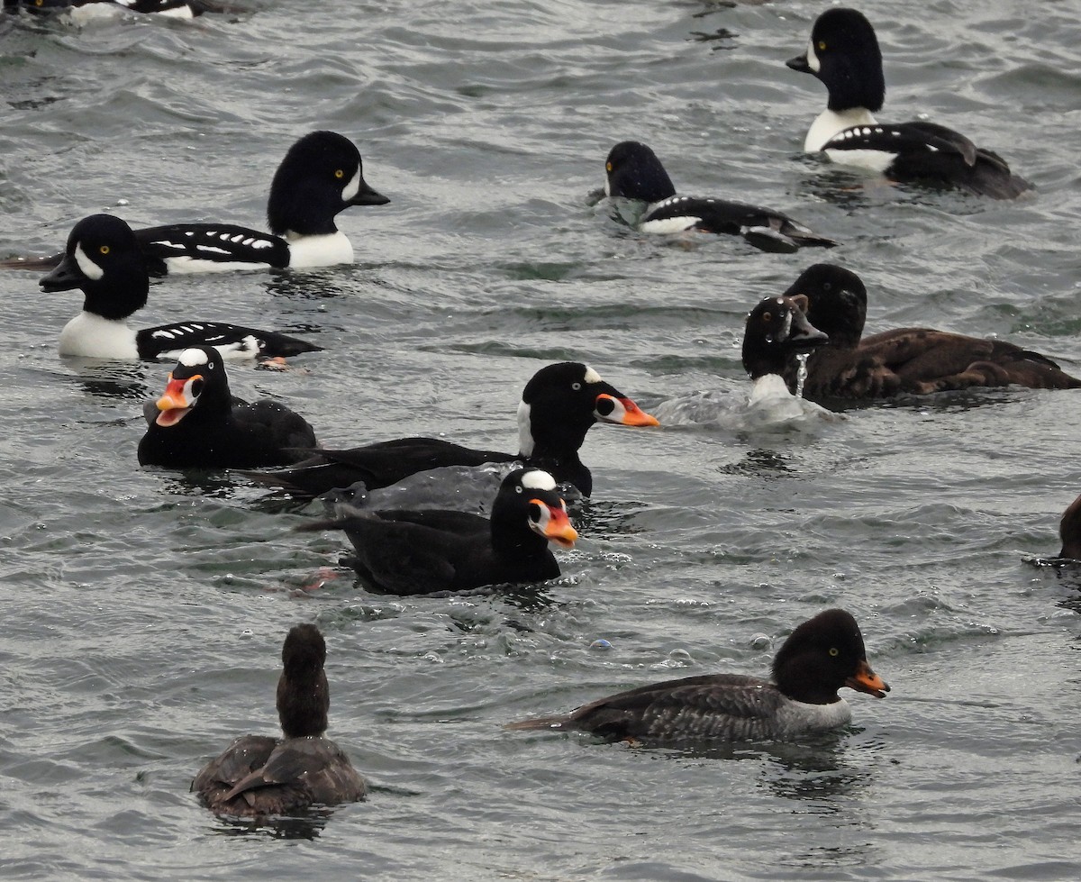 Yamalı Ördek - ML646921908