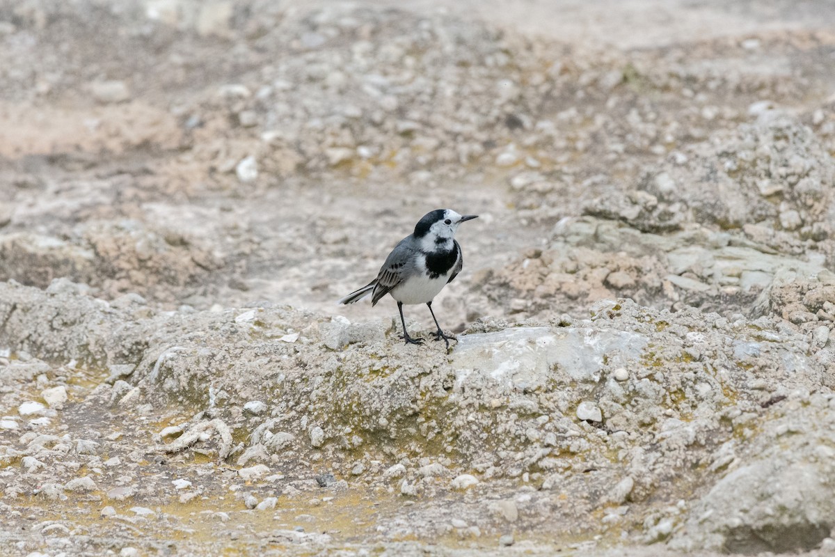 konipas bílý - ML646921909