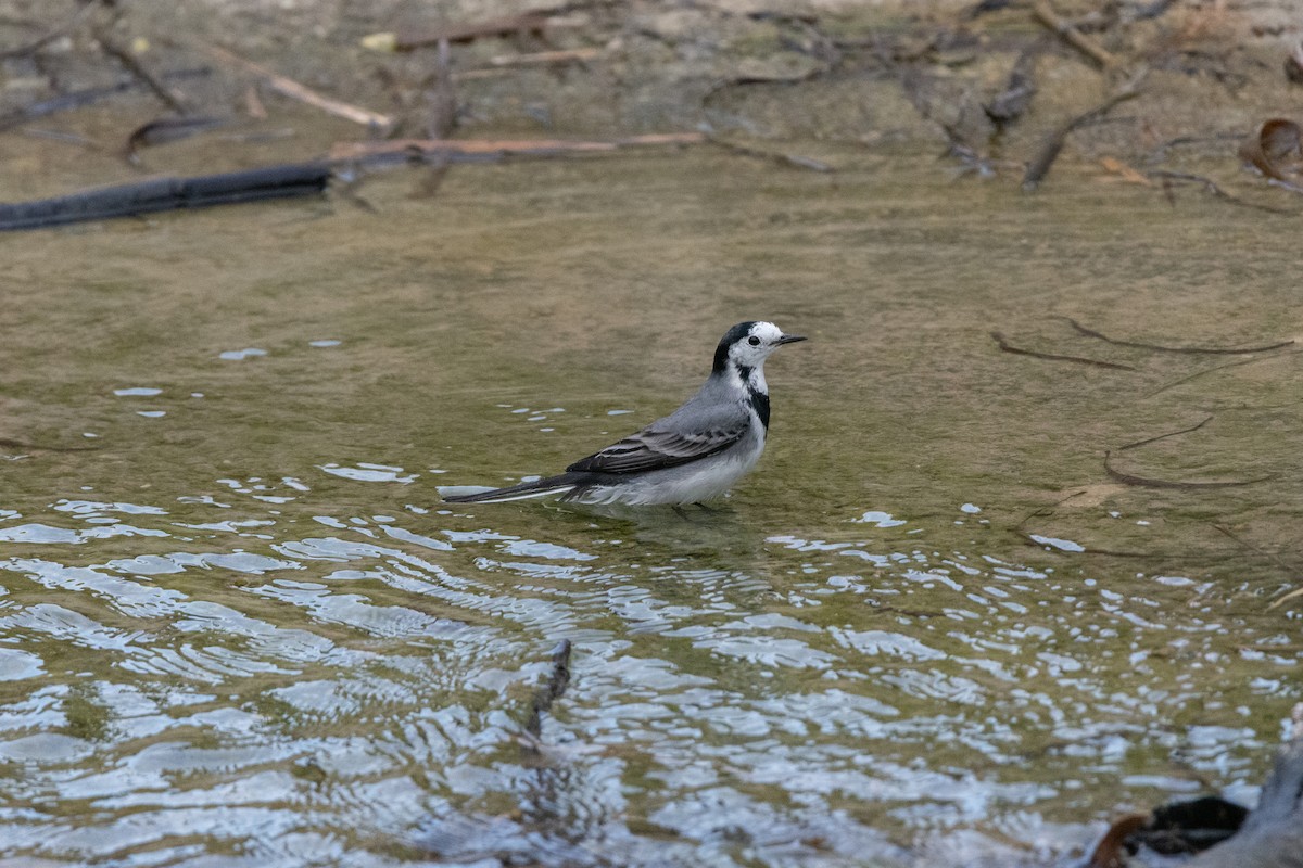 konipas bílý - ML646921910