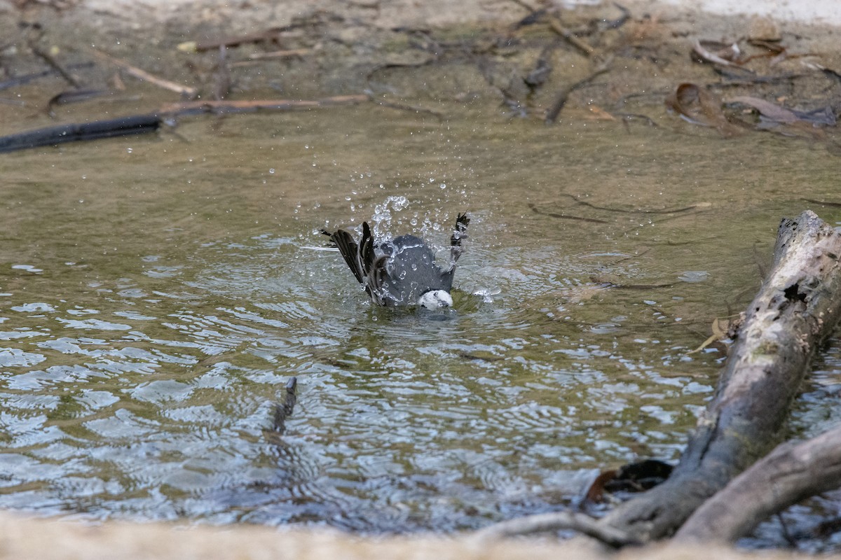 konipas bílý - ML646921912