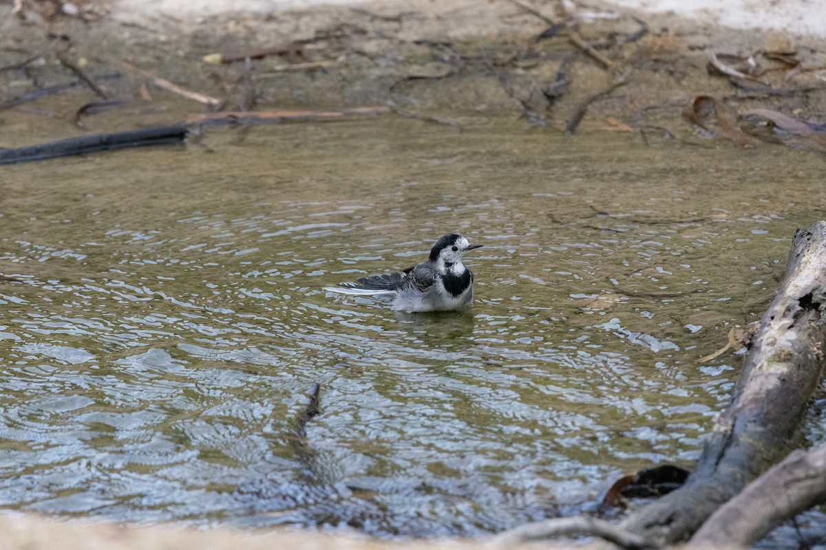 konipas bílý - ML646921913