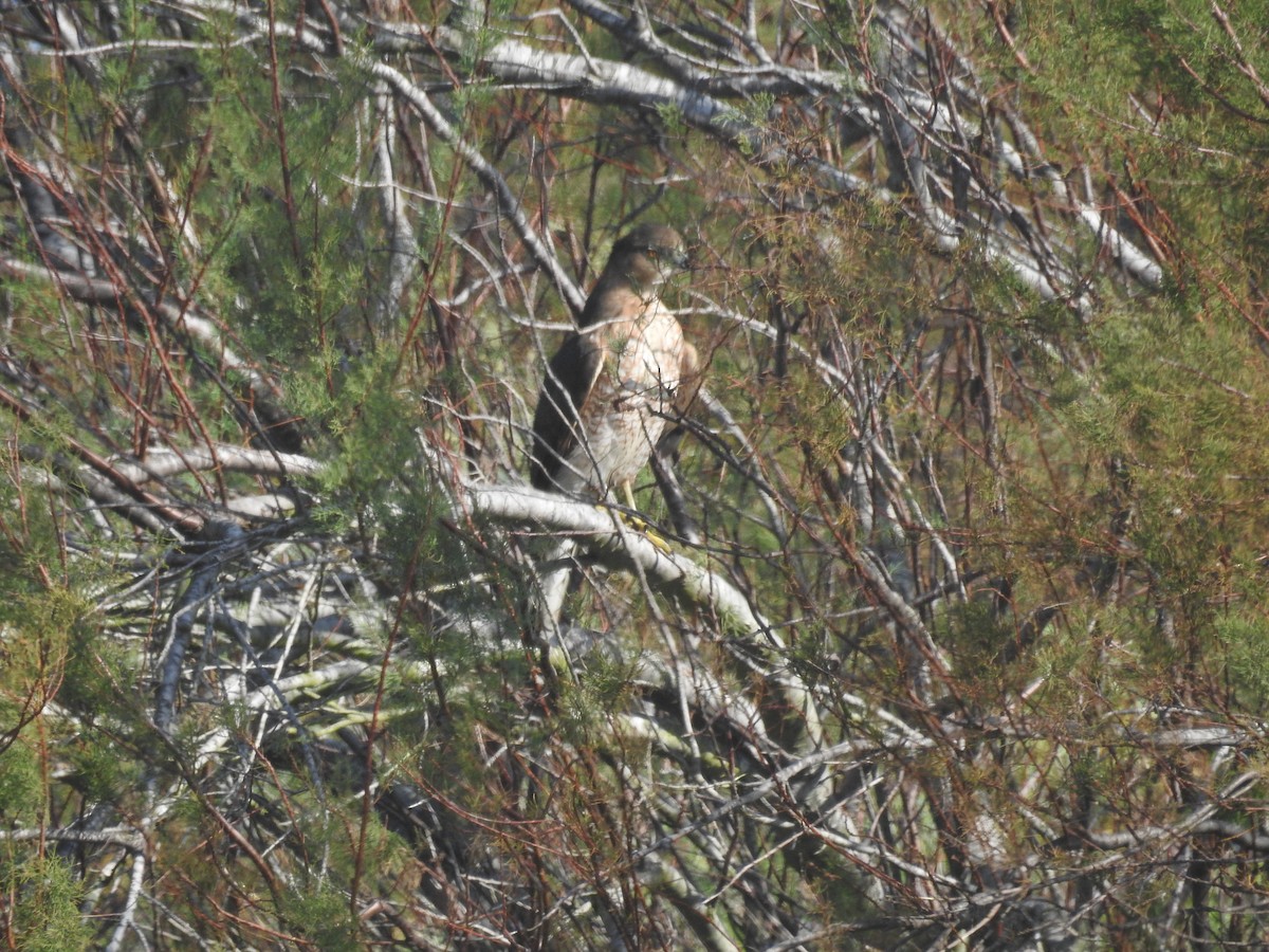 Cooper's Hawk - ML646921920