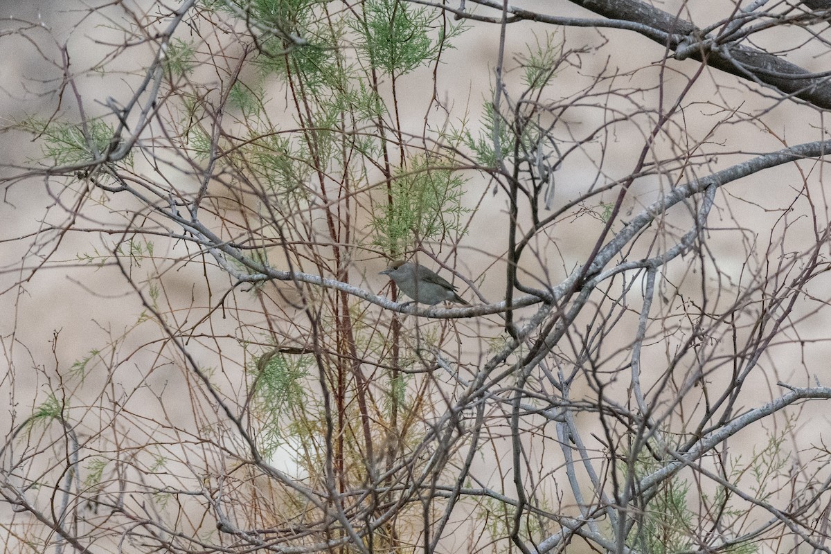 Eurasian Blackcap - ML646921922